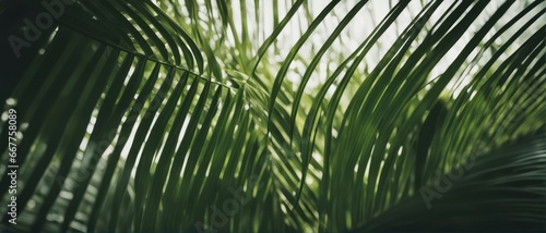 Summer natural color green palm leaves and hard shadows. Tropical background. Minimal summer concept