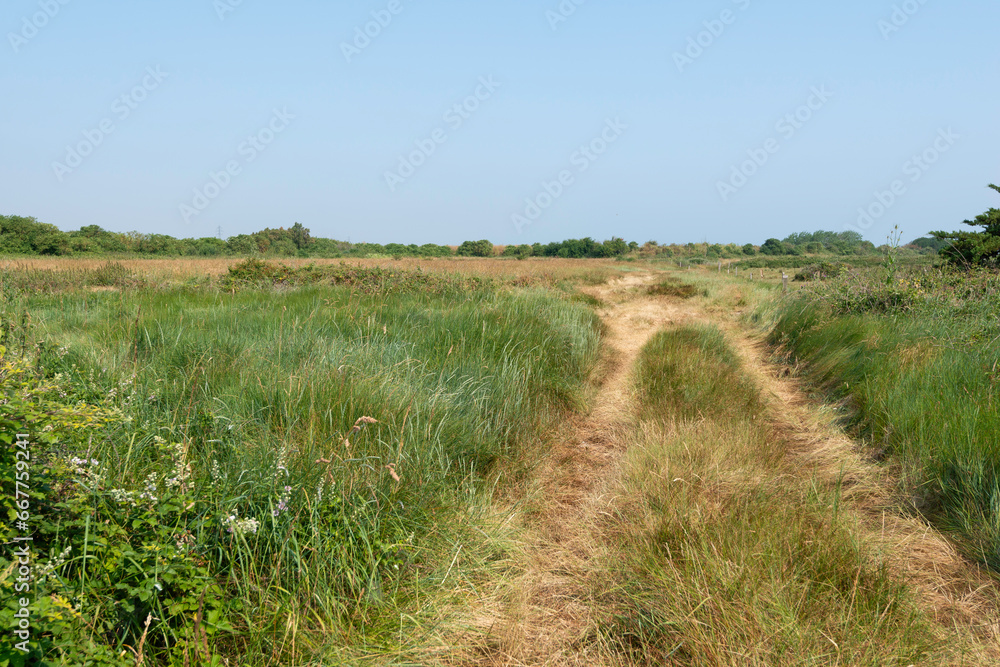 Polder de Sébastopol , Réserve naturelle, Ile de Noirmoutier, Vendée, 85, France