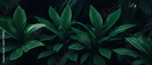 Tropical green leaves on dark background, nature summer forest plant concept