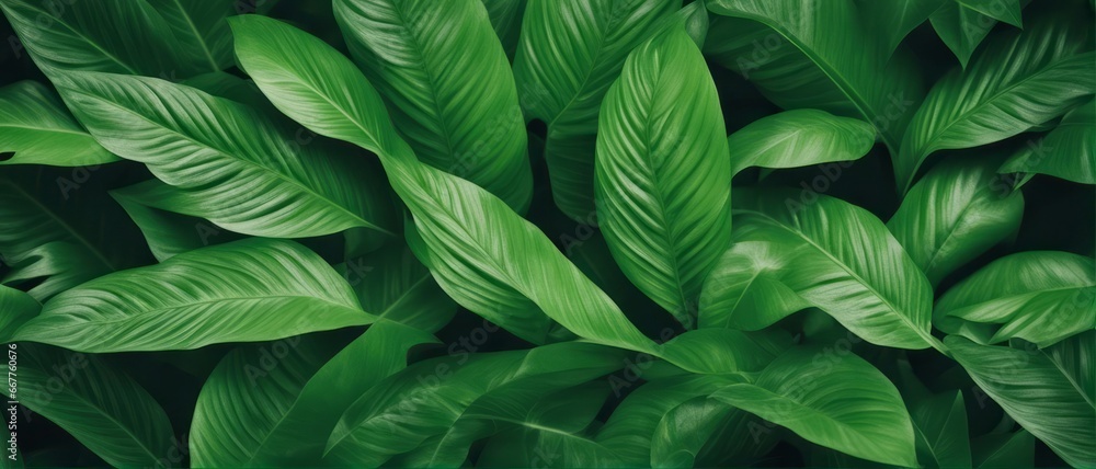 tropical leaves, green leaves texture, nature background