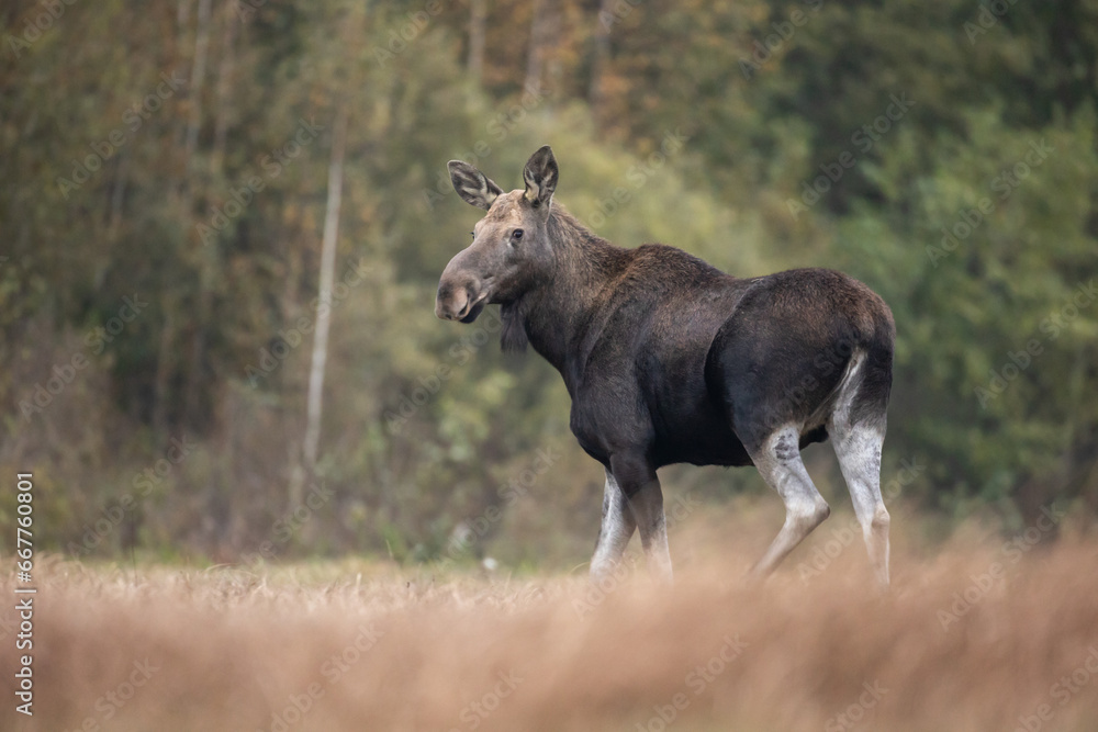 Mammals female Elk Moose ( Alces alces ) with cub North part of Poland, Europe Mammals female Elk Moose ( Alces alces ) with cub North part of Poland, Europe