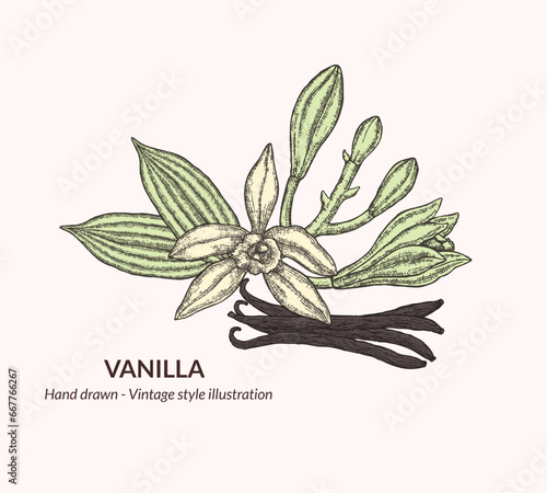 Collection of vanilla flowers and beans. Hand drawn vanilla flowers. Collection of hand drawn vanilla flower illustrations. Vintage style botanical illustration for packaging, logo.