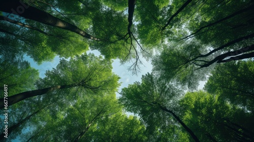 Looking up at the green tops of trees  Generative AI