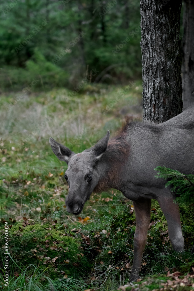 A juvenile moose