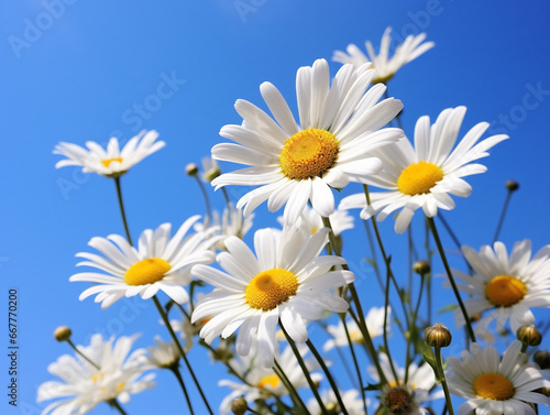 A vibrant bouquet of daisies showcases their delicate petals against a bright blue sky.