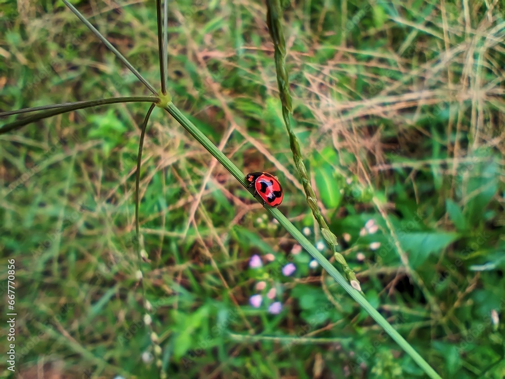 The environment is decorated with small insects The environment is decorated with small insects
