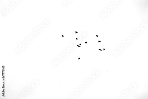 the white background with a black birds on the down to top angle © oybekostanov