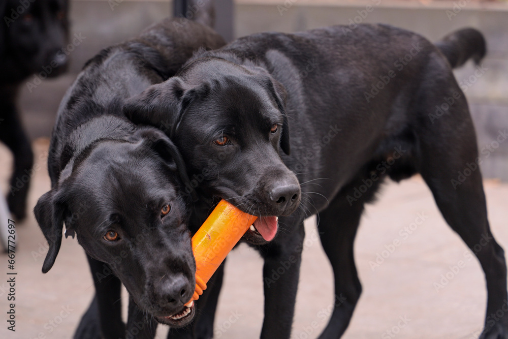 Two black Labrador puppy brothers playing together with an orange toy.