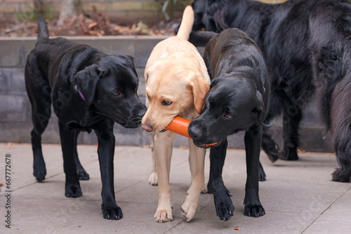 Two black Labrador puppy brothers playing with their blonde Labrador mother.