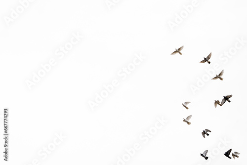 white background , pigeon flying in the sky, flying birds, easily separatable subject, can be used in different pictures photo