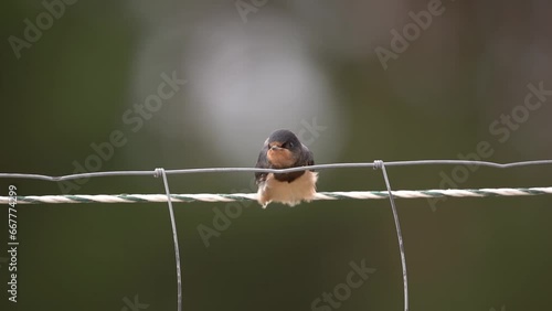 Young swallow on a wire is fed with sound