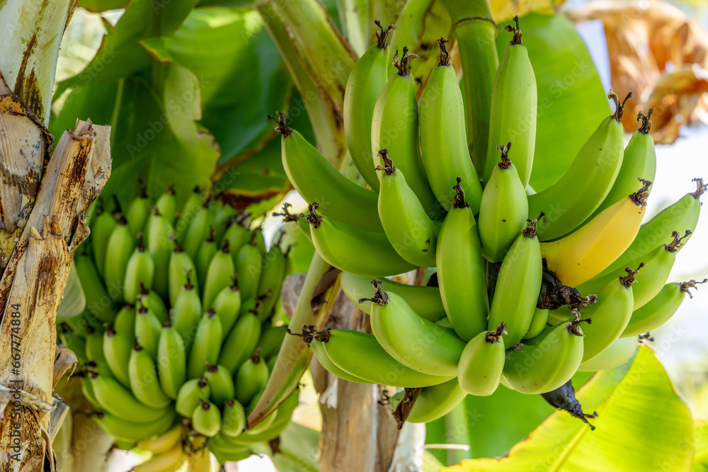 Cavendish banana plantation in the Canary Islands, Spain