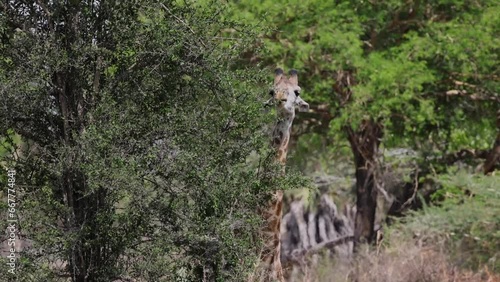 giraffe in the wild eating from a bush in Mikumi, Tanzania