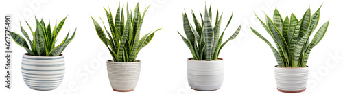 collection of small indoor plants , various Sansevieria plants in different pots. isolated on white or transparent PNG. home indoor design,	
 photo
