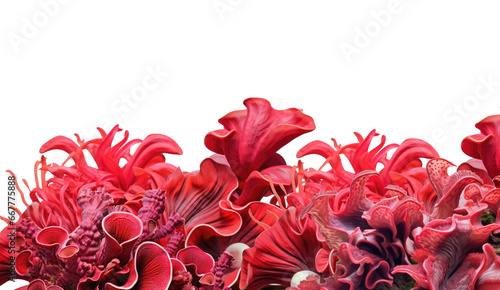 Red decorative coral reef mosses, algae, and tropical bush plants, suitable for deep underwater or aquarium use. Isolated on a transparent background. PNG, cutout, or clipping path.