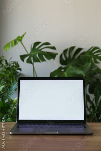 Home office concept. Designated work from home area. Foreground with blank screen laptop on table and bunch of house plants on background. Close up  copy space  background.