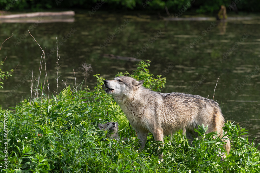 Grey Wolf (Canis lupus) Lifts Head to Howl Pup Watching Summer