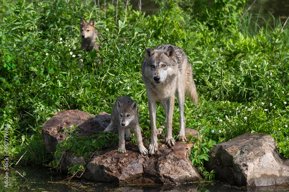 Grey Wolf (Canis lupus) And Pup Look Out Second Pup in Background Summer