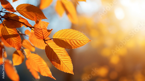 Leaves in Autumn For Background and wallpaper