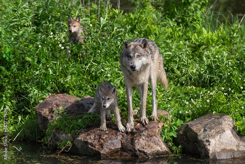 Obraz na płótnie Grey Wolf (Canis lupus) And Pup Look Out Second Pup in Background Summer w salonie