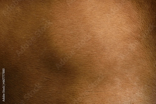 Robe (pelage) de cheval