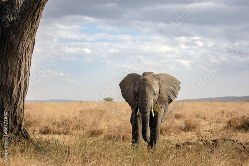 Mother elephant walking with baby elephant in savannah for food searching in Serengetti National Park  Tanzania