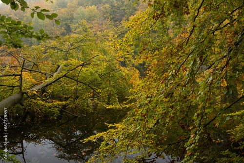 Fototapeta Naklejka Na Ścianę i Meble -  Umgestürzter Baum am Ukleisee in schönen Herbsfarrben im Oktober.