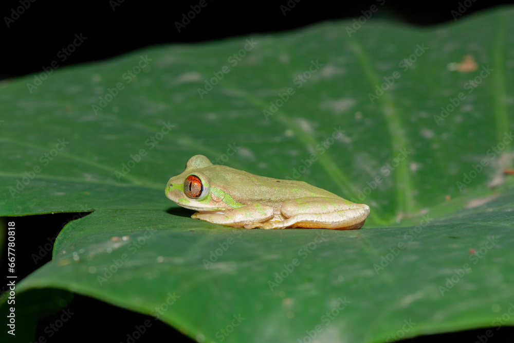 A cute Natal forest tree frog (Leptopelis natalensis) sitting on a large green leaf above a stream in a forest A cute Natal forest tree frog (Leptopelis natalensis) sitting on a large green leaf above a stream in a forest