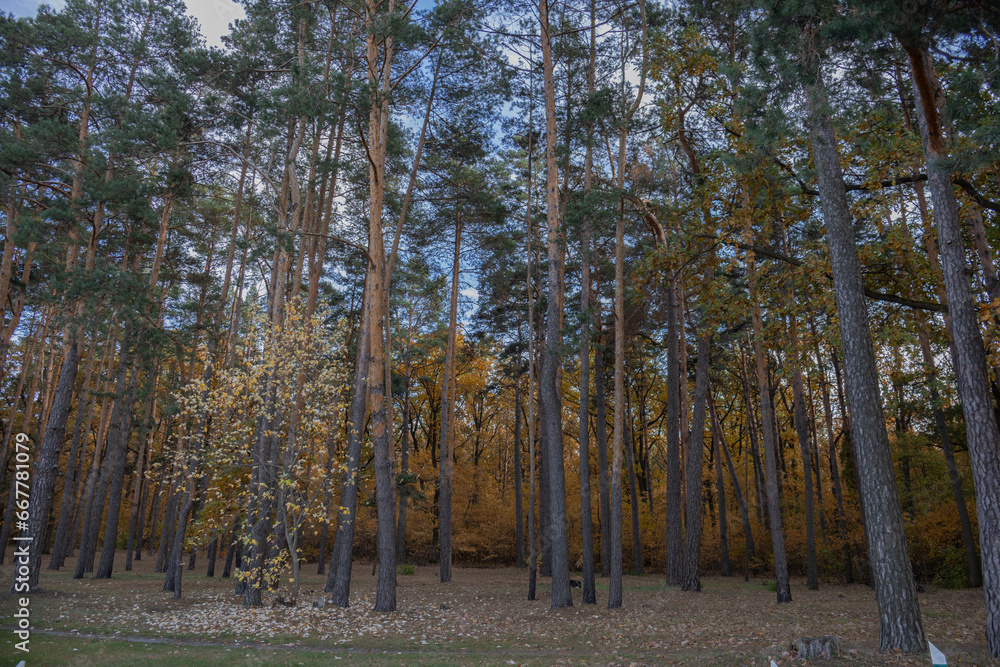 Obraz premium dense autumn forest and blue sky