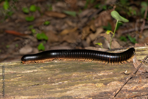 An endangered Rubi-legged Black Millipede (Doratogonus rubipodus) found in a conservancy in Kloof, on the forest floor