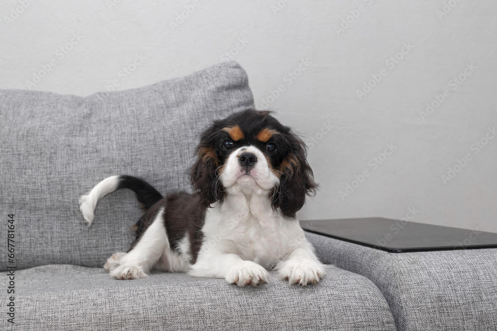 Portrait of handsome cavalier spaniel. Cute puppy is resting on the couch. Portrait of handsome cavalier spaniel. Cute puppy is resting on the couch.