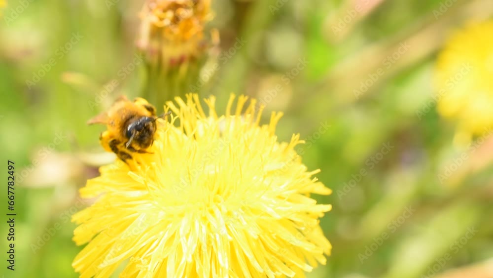 A bee crawls on a yellow dandelion, collecting pollen and nectar. A bee crawls on a yellow dandelion, collecting pollen and nectar.