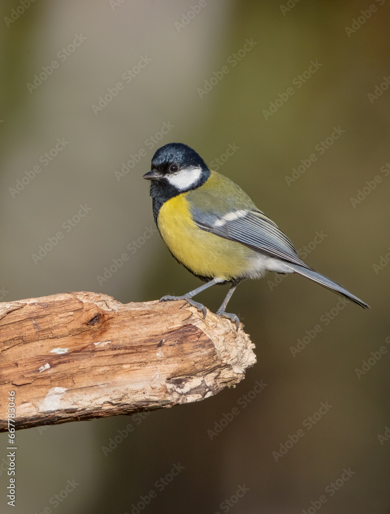 Great tit in autumn at a wet forest Great tit in autumn at a wet forest