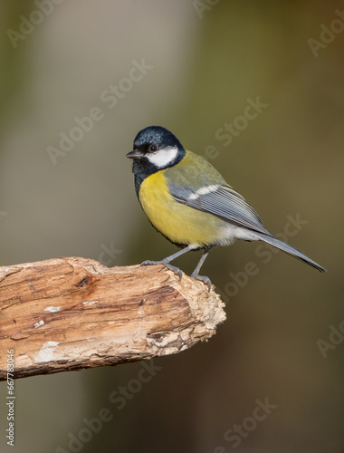 Great tit in autumn at a wet forest