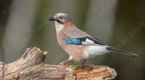 Eurasian Jay - in autumn at the wet forest