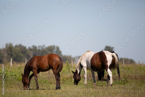 Amazing and great horses of argentina © Santa001