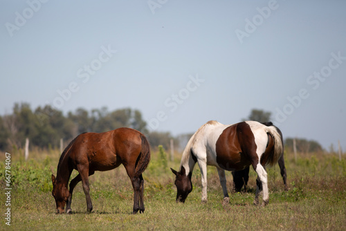 Amazing and great horses of argentina