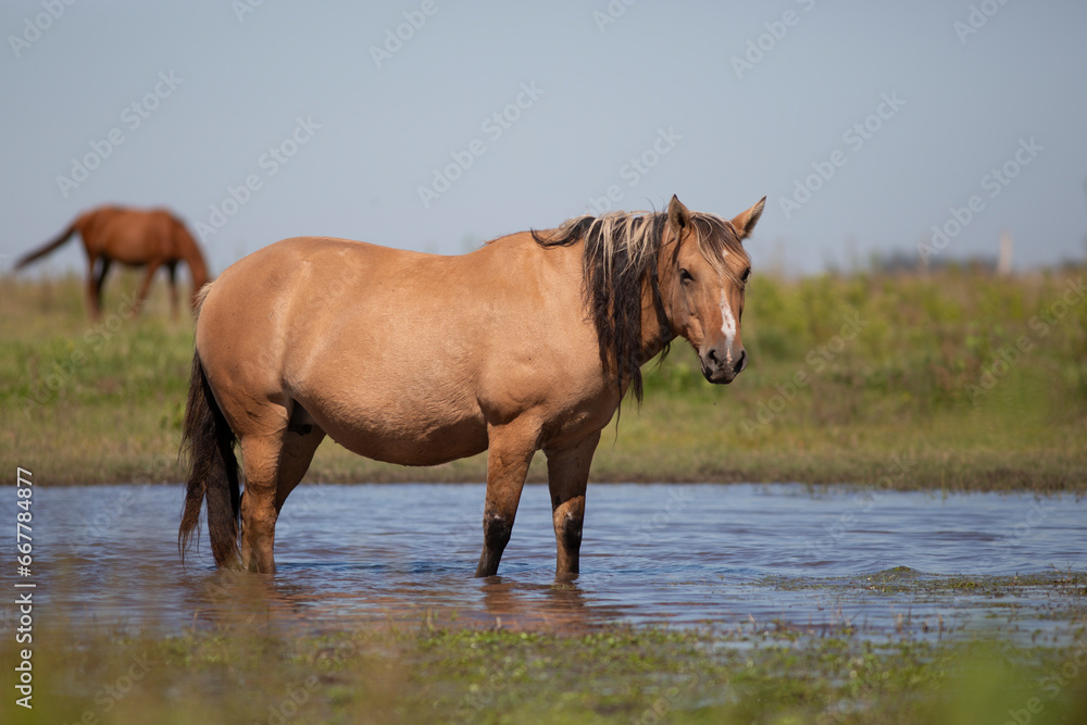 Amazing and great horses of argentina Amazing and great horses of argentina