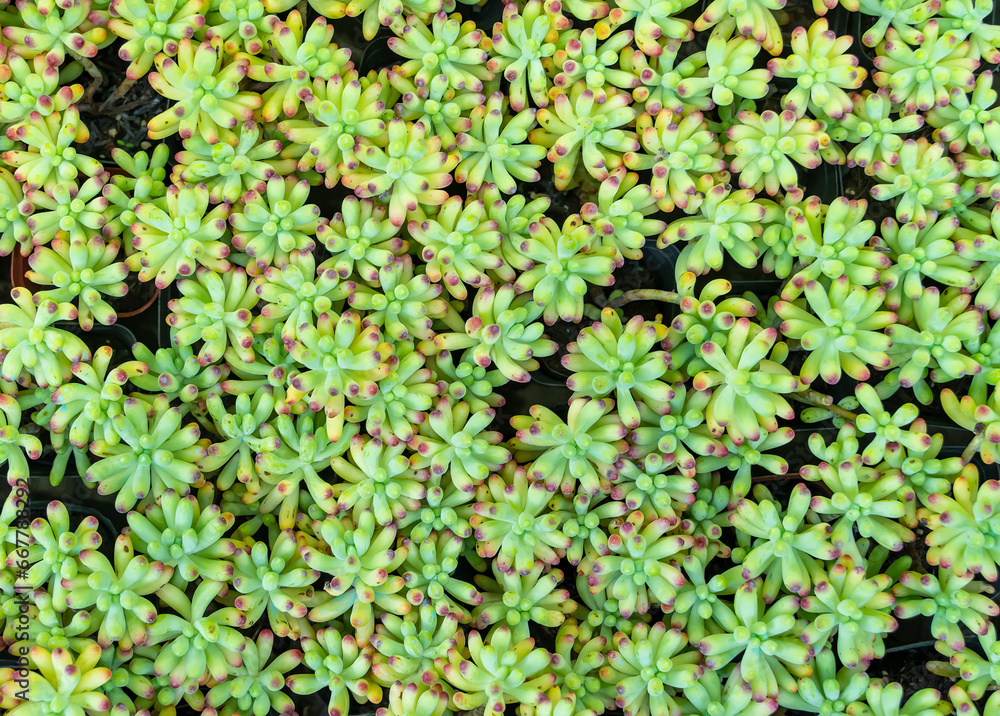 Miniature succulent plants (succulent cactus) at the garden Miniature succulent plants (succulent cactus) at the garden