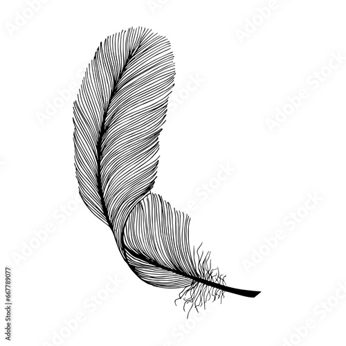 Black fluffy feather. Hand drawn vintage art realistic feather, detailed isolated vector elegant silhouette sketch