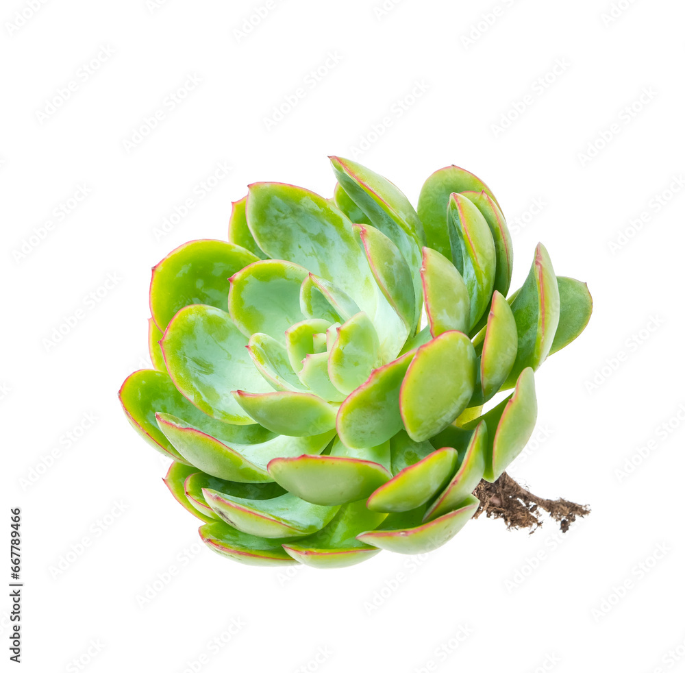 Obraz premium green miniature succulent plants isolated on white background