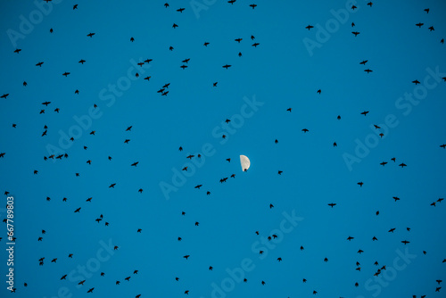 stormo uccelli luna