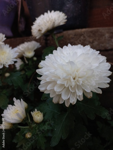 light heart like white chrysanthemum flower