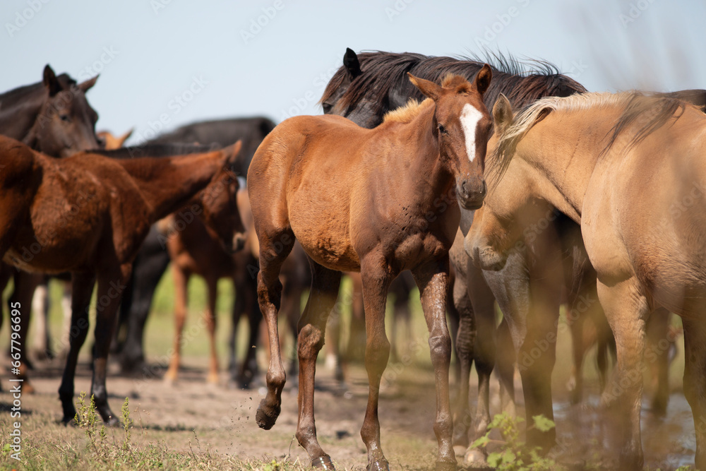 Amazing and great horses of argentina