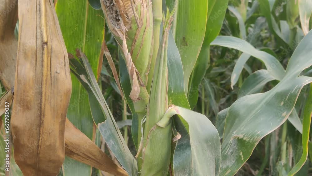 Maize plant, anthers, tassel, corn ears, cobs, roots, stalks, corn on