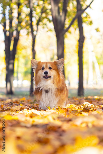 corgi dog  in the park © Sergii Mostovyi