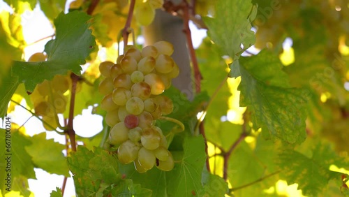 Wallpaper Mural Sweet and delicious ripe white grapes on vines on tree in sunlight during wine harvest on green background in vineyard. Organic Organic Food, Nature Fine Wine Torontodigital.ca
