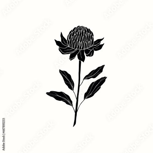 Flat vector waratah illustration. Australian native flower