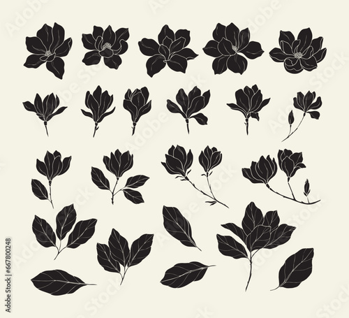Set of flat vector magnolia flowers	