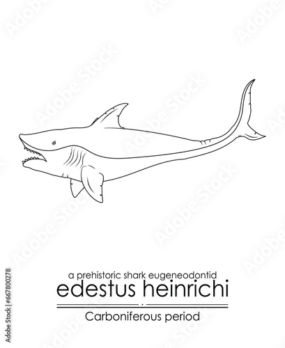 Edestus Heinrichi, a prehistoric shark eugeneodontid, creature from the Carboniferous Period, also known as the scissortooth shark. Black and white line art illustration, ideal for coloring.